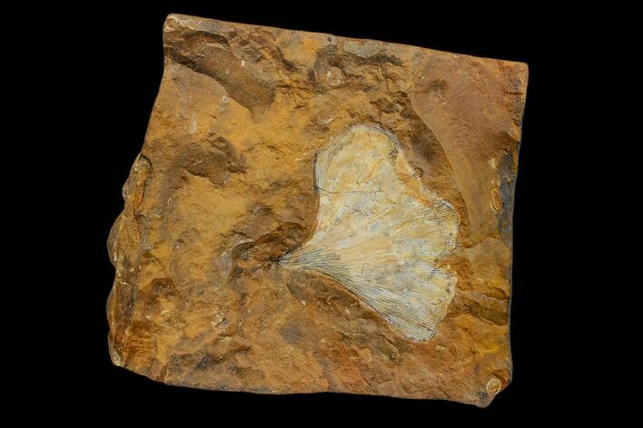 Fossil Ginkgo Leaf From North Dakota - Paleocene #174201
